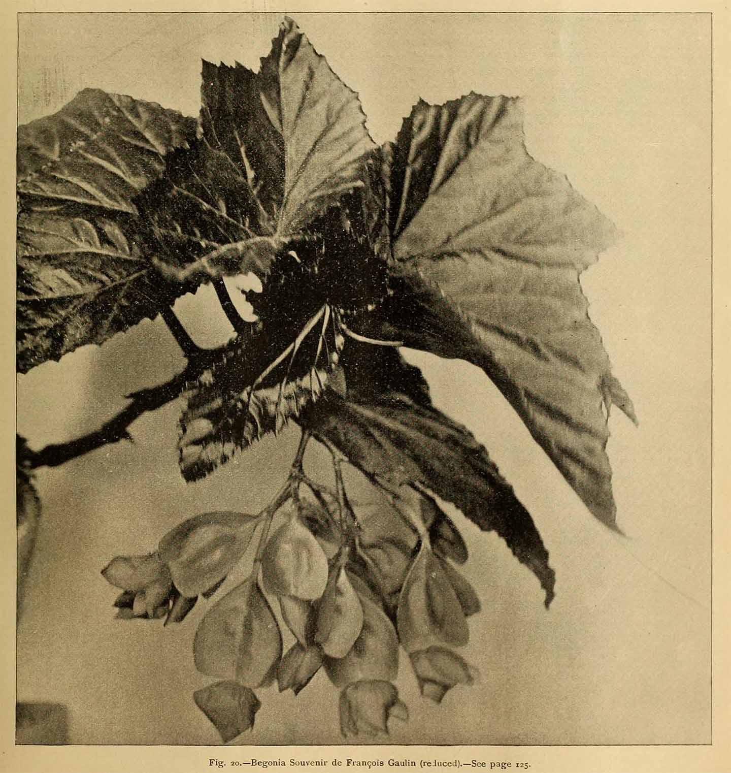 B. ‘Souvenir de François Gaulin’